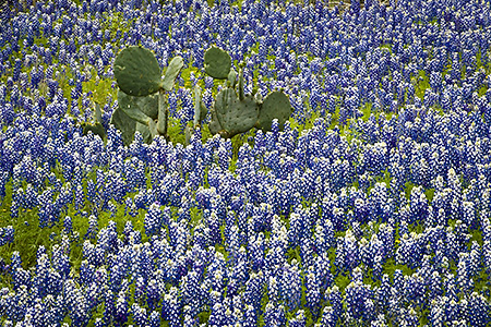 Prickly Pear Cactus and Bluebonnets, Hill Country, TX